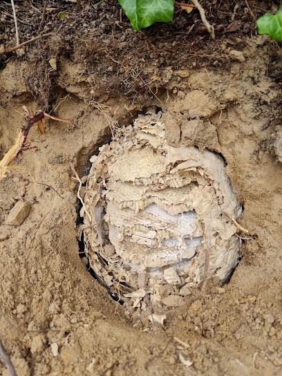 Koehl Xavier, Désinsectiseur et Dératiseur à Villemoisson-sur-Orge