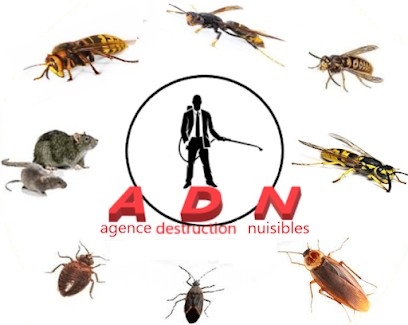 ADN45 frelon asiatique, guêpe ,frelon, dératisation, Désinsectiseur et Dératiseur à Beaulieu-sur-Loire