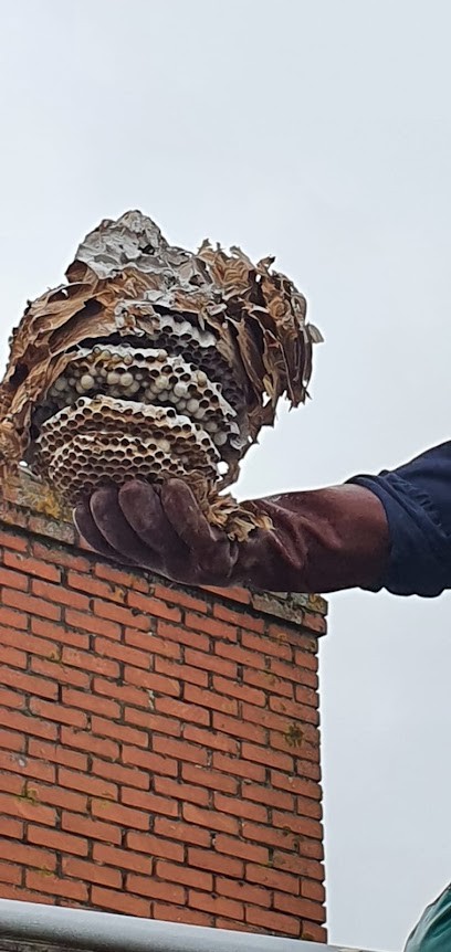 3D Antiparasite, Désinsectiseur et Dératiseur à Villette-sur-Ain