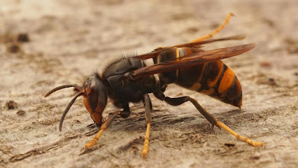 Stop Insectes, Désinsectiseur - Dératiseur à Sainte-Eusoye