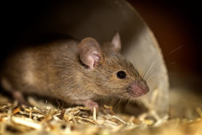 Eradik 35 Dératisation Rat Souris Taupes En Ille Et Vilaine 35, Désinsectiseur - Dératiseur à Lassy