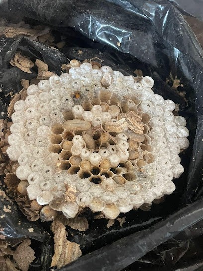 Hygiène de Vendée (Dératisation/Désinsectisation/Désinfection/Dépigeonnage/Taupier), Désinsectiseur et Dératiseur à Landeronde