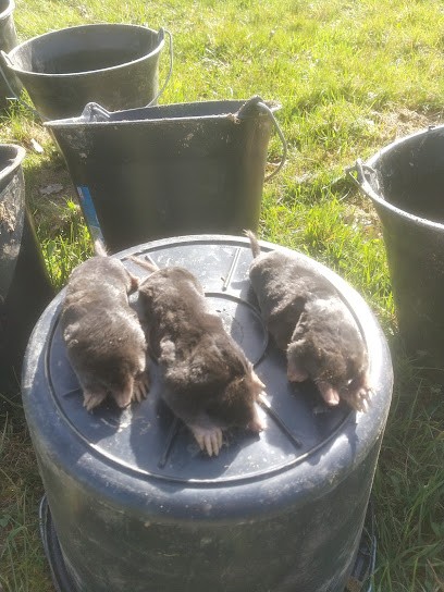 CT PROPRETE DÉRATISATION DESINSECTISATION A TULLE EN CORREZE, Désinsectiseur et Dératiseur à Saint-Clément