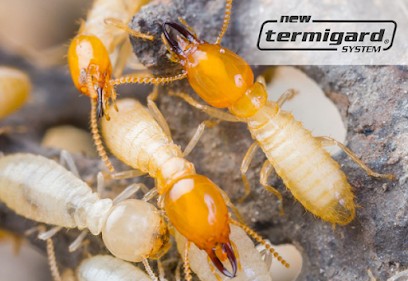 Extermites, Désinsectiseur et Dératiseur à Lembeye