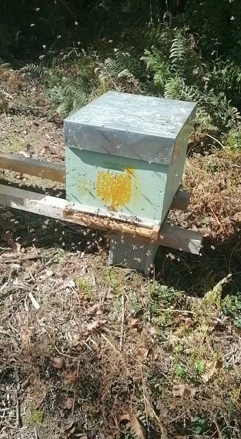 Destruction Nuisibles 64, Désinsectiseur et Dératiseur à Urcuit