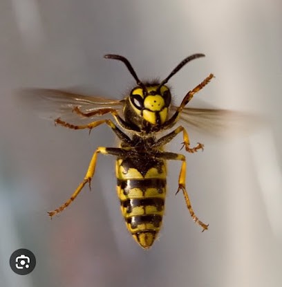 Morvan Guêpes - Entreprise Spécialisée Guêpes Frelons Abeilles, Désinsectiseur et Dératiseur à Curgy