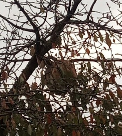 Destruction Guêpes Et Frelons, Désinsectiseur et Dératiseur à Romilly-sur-Seine