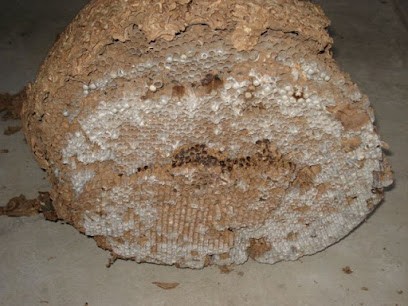 Petit EURL, Désinsectiseur et Dératiseur à Saint-Berthevin